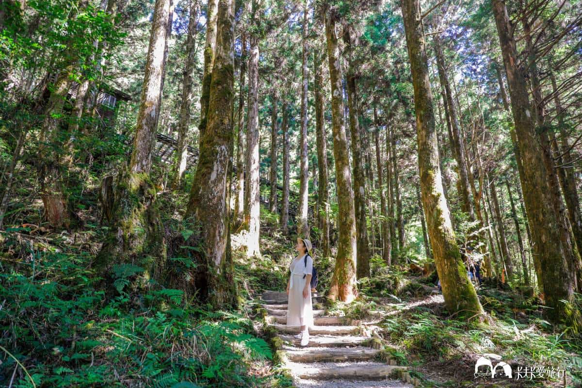 大自然避暑１日遊！宜蘭太平山８景點：森林蹦蹦車、CNN最美步道、楓紅階梯