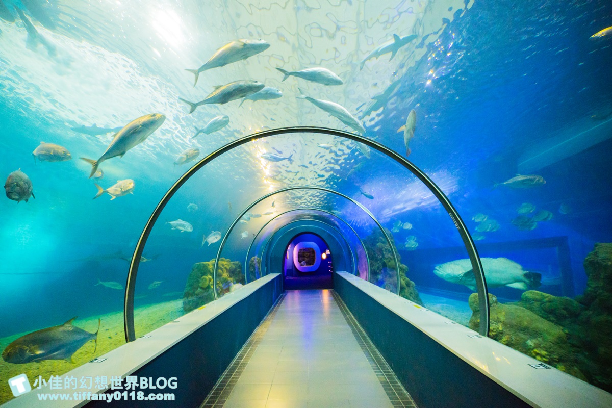 「離島唯一水族館」在這！搶拍14米長海底隧道，加碼體驗觸摸池、魚魚餵食秀