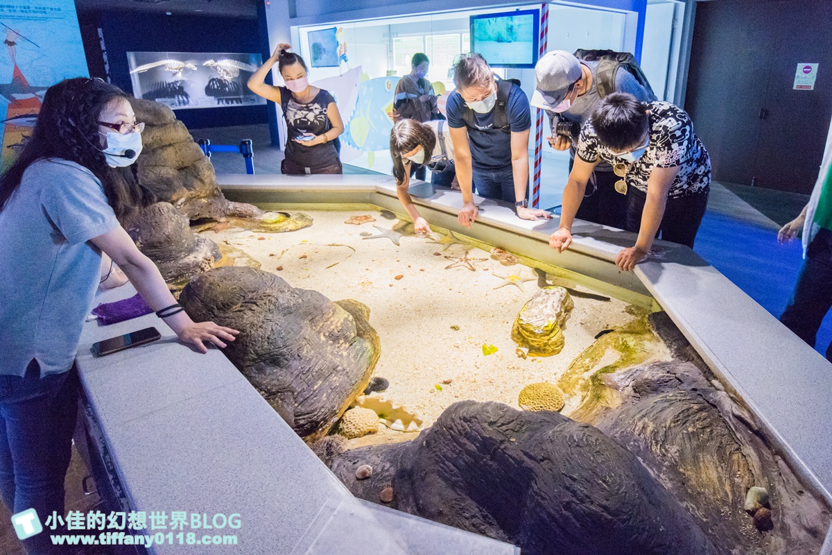 「離島唯一水族館」在這！搶拍14米長海底隧道，加碼體驗觸摸池、魚魚餵食秀