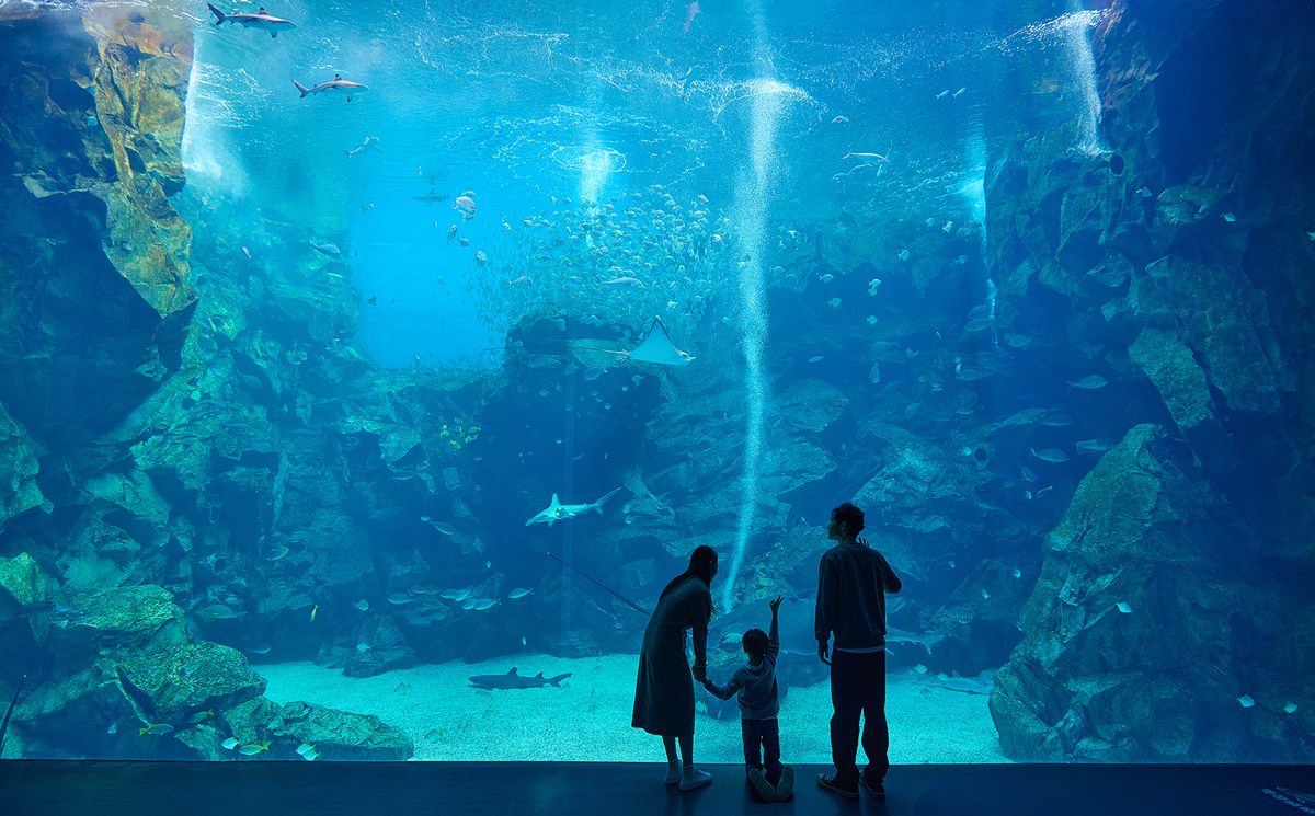 媽媽們都超愛去！親子必逛「最強水族館」TOP6：全台規模最大、獨家美人魚秀