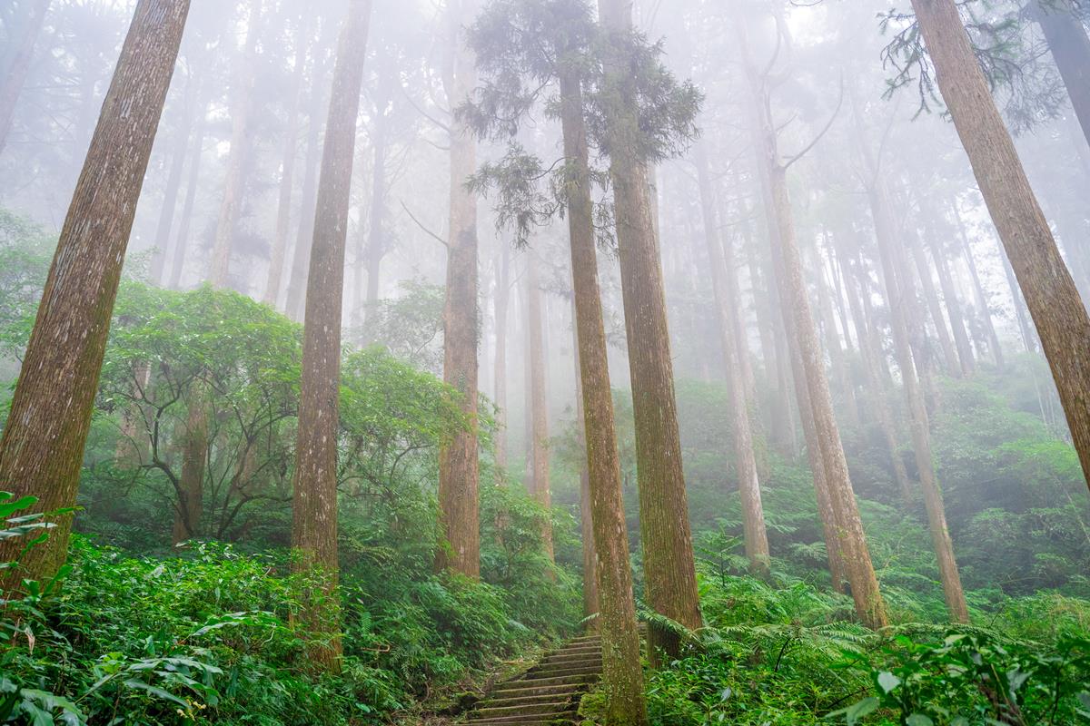 嘉義最消暑玩法！２大瀑布祕境＋10條森林步道：阿里山五星級步道、嵐山竹林