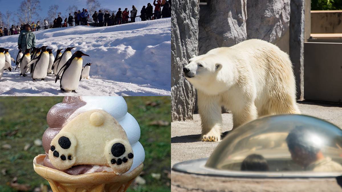 不只「企鵝散步秀」！2023北海道動物園四季攻略：河馬跳水、冬天看雪燈