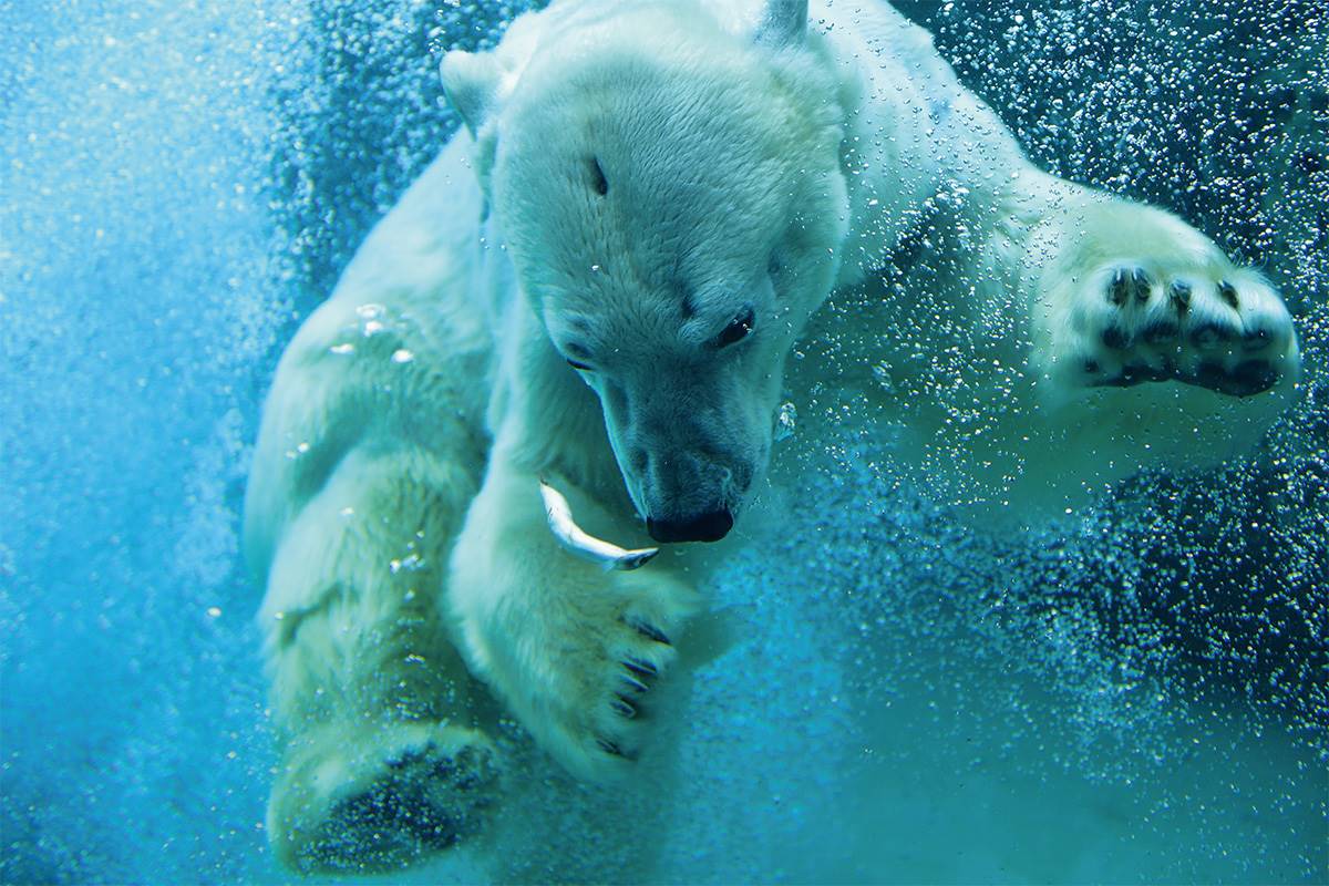 不只「企鵝散步秀」！2023北海道動物園四季攻略：河馬跳水、冬天看雪燈