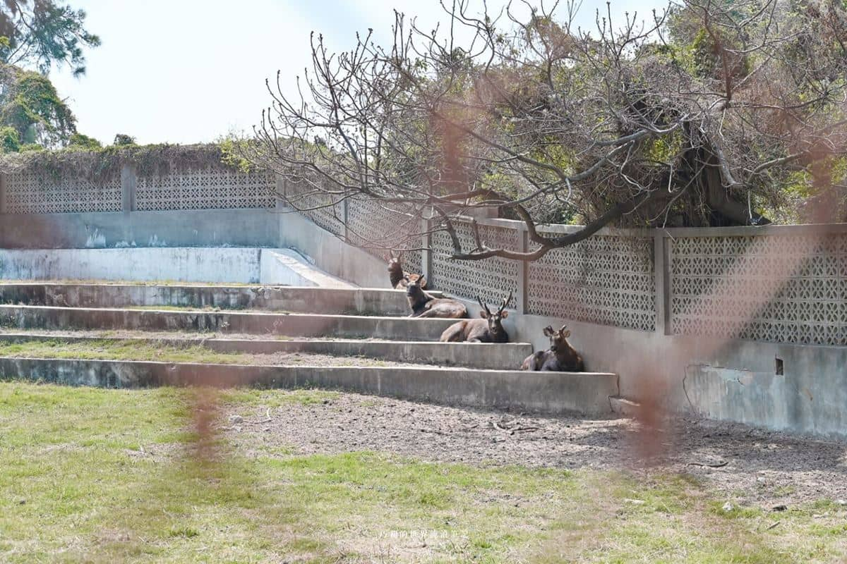 免門票「迷你動物園」在這！近距離看動物、玩高空滑梯，再嗑牛肉火鍋吃到飽