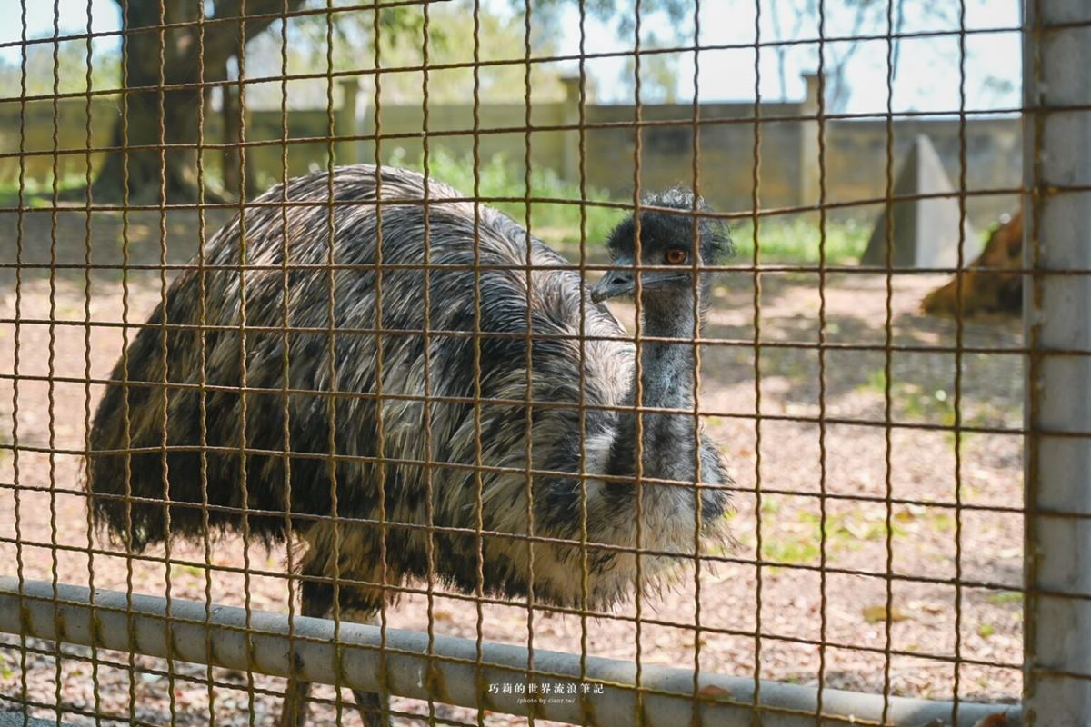 免門票「迷你動物園」在這！近距離看動物、玩高空滑梯，再嗑牛肉火鍋吃到飽