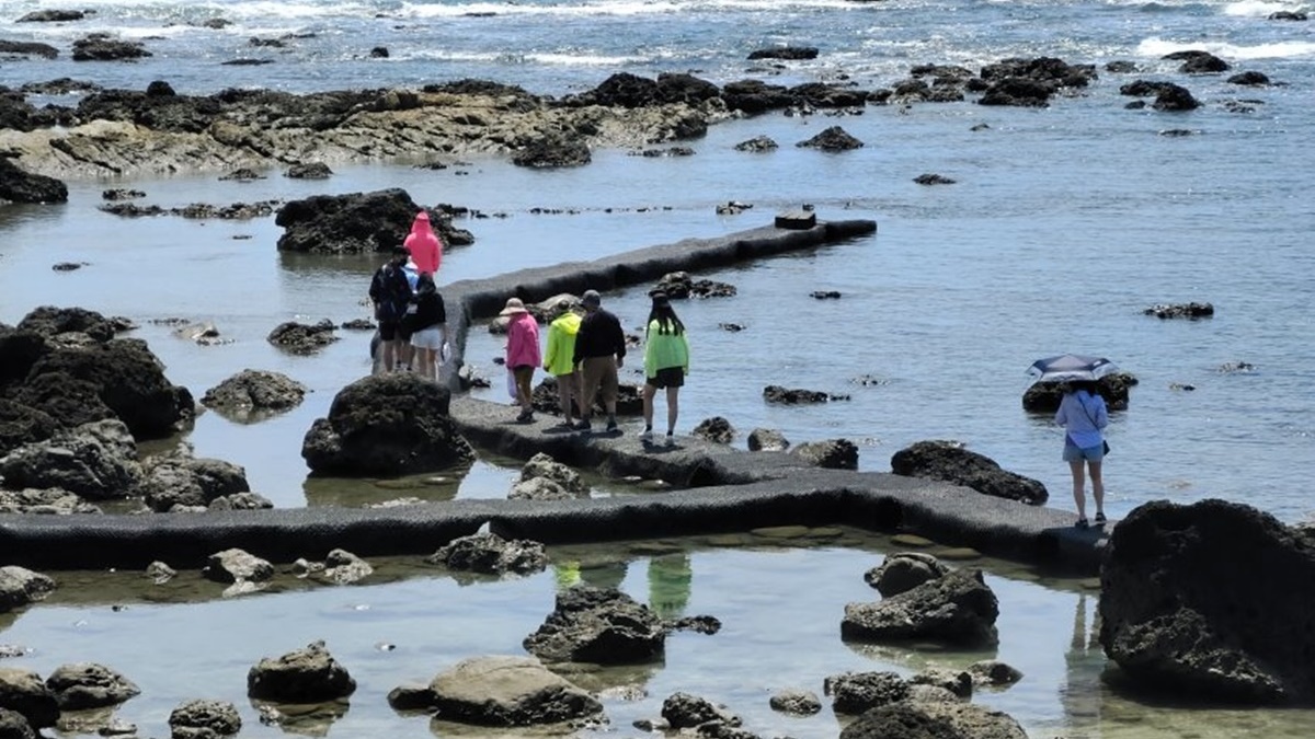 遊客可以直接走在「生態步道」上，途中可以看見不少海洋生物。（圖片來源：大口老師的走跳學堂!）