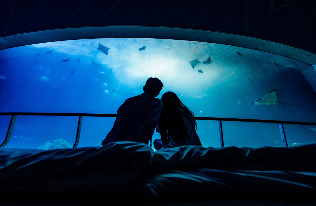 與小鯊魚、海豹一起入眠！七夕夜宿「最美水族館」，留言抽「免費再住１晚」
