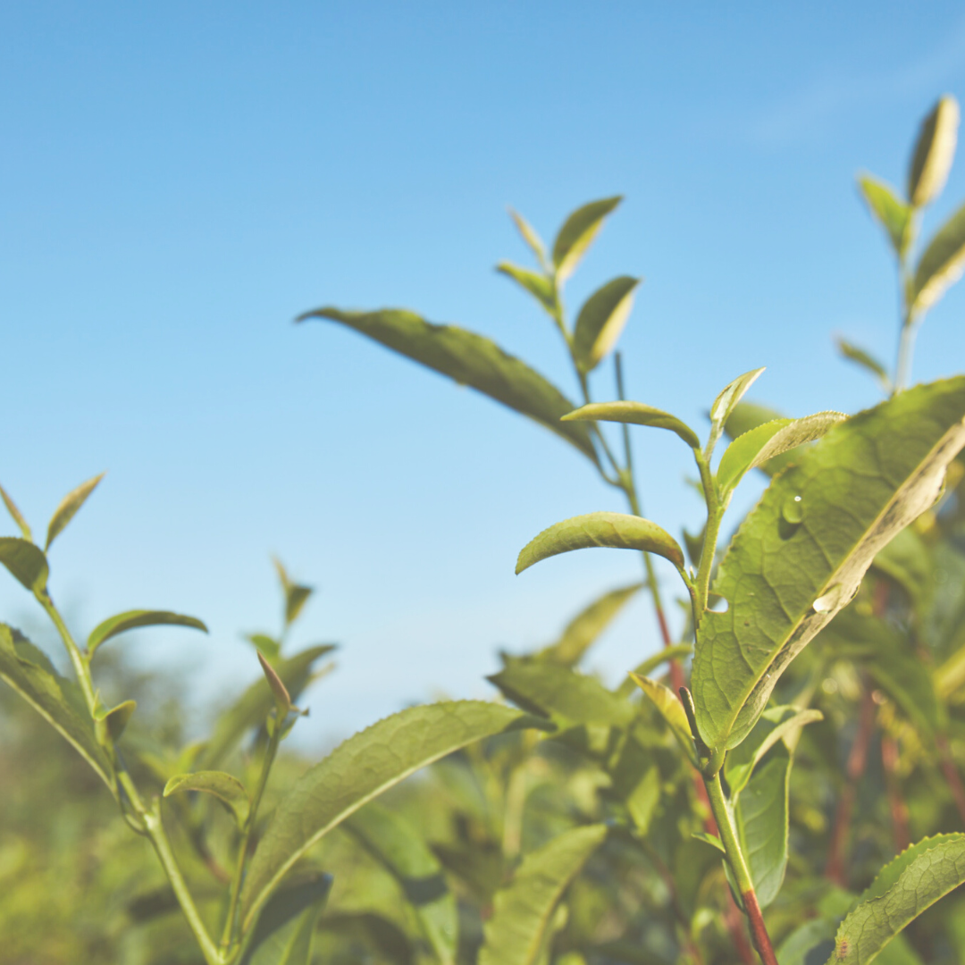 「日本美肌專家」登陸「屾屾市」！ 朵茉麗蔻攜手Life with Flower打造美好空間