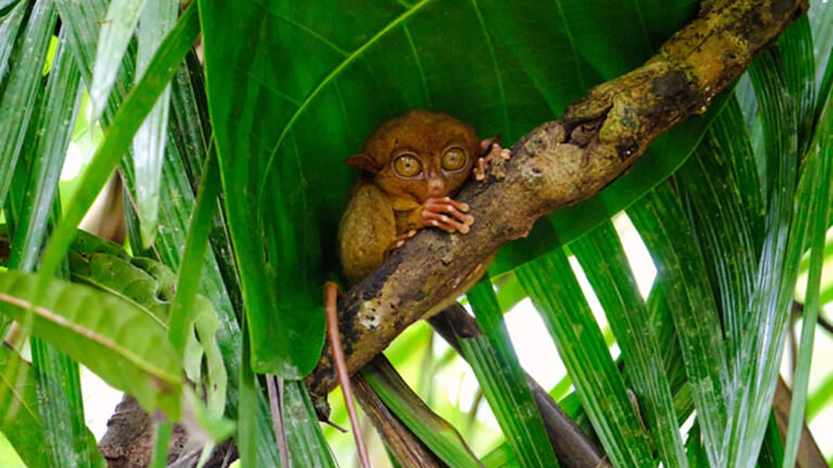 目前眼鏡猴只有在東南亞能見到，像是菲律賓南部、印尼部分島嶼等地。（圖片來源：卡蘿旅遊生活札記）
