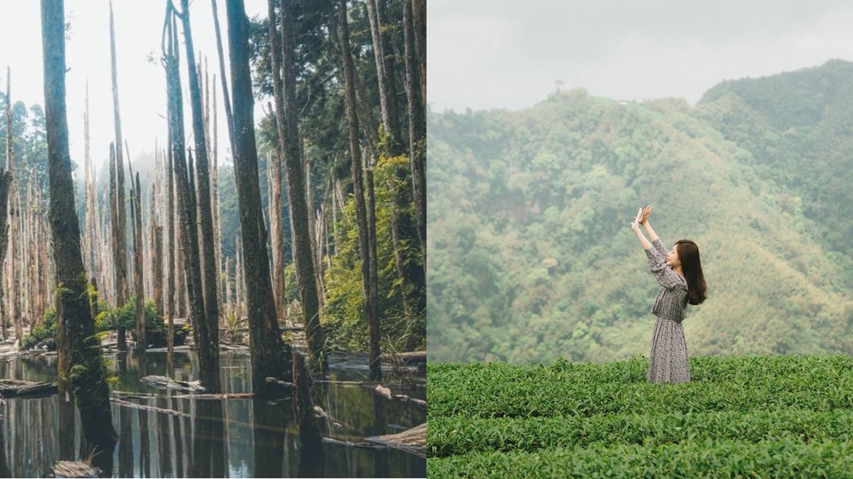 求財運順路玩！南投竹山１日遊６景點：絕美忘憂森林、《御茶園》廣告場景