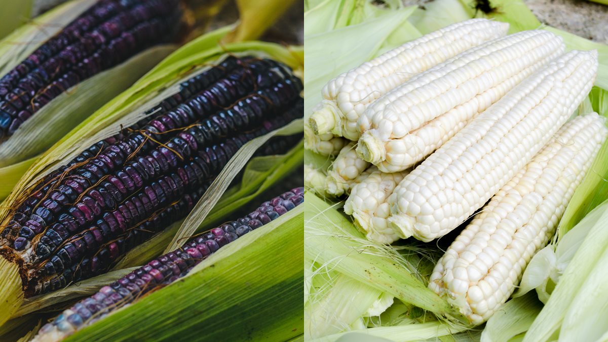 玉米竟是減肥好物！想正確瘦身就要吃對顏色，紫黃白肉要嗑「這顏色」才對
