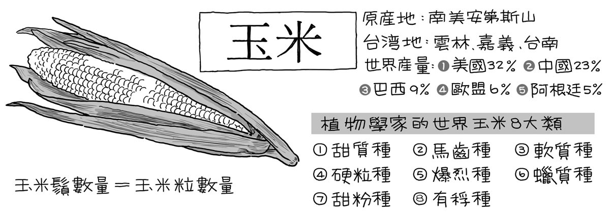 玉米竟是減肥好物！想正確瘦身就要吃對顏色，紫黃白肉要嗑「這顏色」才對