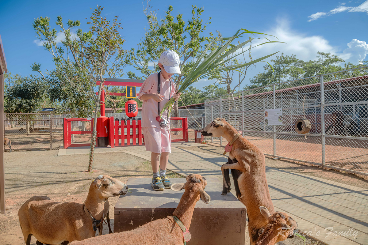 平日入園「最高省百元」！桃園人氣農場換新裝，搶拍超萌水豚雕像、餵小動物