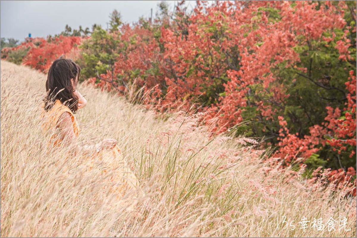 秋限定「火紅巨龍」步道在嘉義！６米長鮮紅欒樹＋芒草美翻，10月底前快朝聖