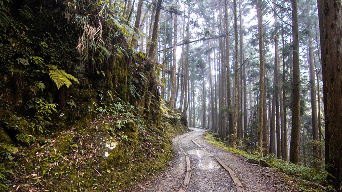 「特富野古道」號稱全台最美森林鐵道步道。（圖片來源：13's幸福食光）