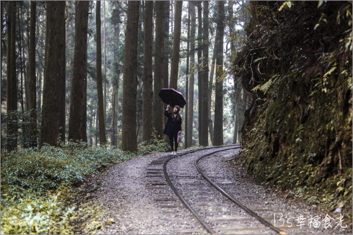 嘉義最美「森林鐵道步道」回歸！懷舊鐵軌＋柳杉樹海仙氣爆棚，週末踏青首選