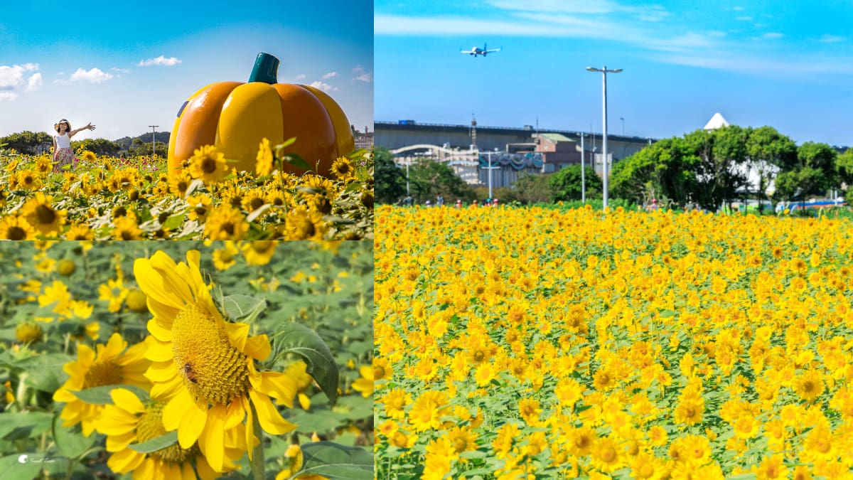 「５萬盆向日葵」現正滿開中！金黃色花海＋巨型南瓜超好拍，11月底前快朝聖