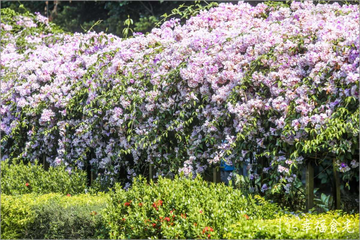 紫爆啦！北部２處「蒜香藤祕境」錯過等明年，200米長夢幻花廊快來拍爆