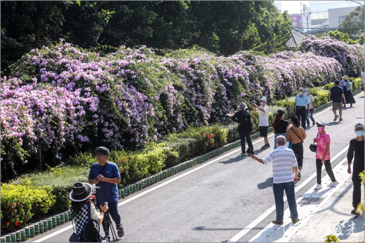 紫爆啦！北部２處「蒜香藤祕境」錯過等明年，200米長夢幻花廊快來拍爆