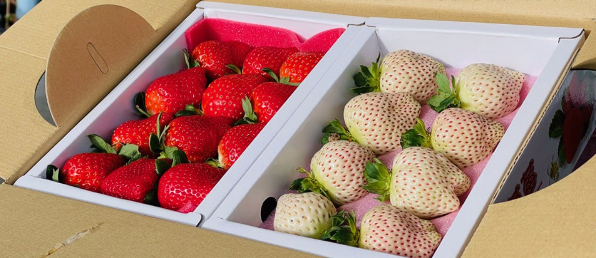 免費入園任你採！「2023大湖草莓季」開跑，衝全台最大白草莓園、採黑鑽草莓