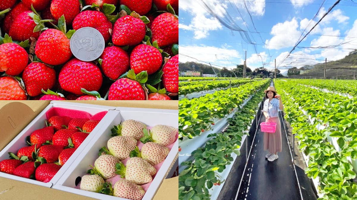 免費入園任你採！「2023大湖草莓季」開跑，衝全台最大白草莓園、採黑鑽草莓