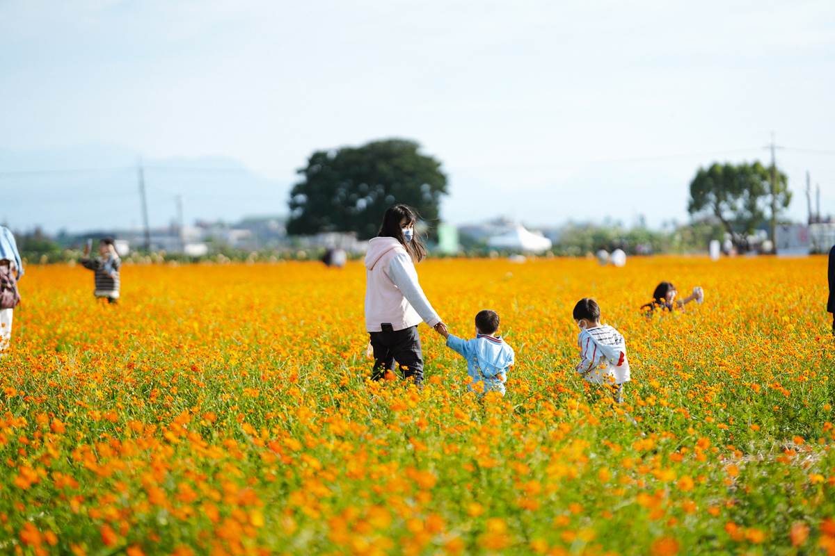 全台最大「花海市集」２天快閃嘉義！免費拍萬坪花海、逛百家餐飲＋文創品牌