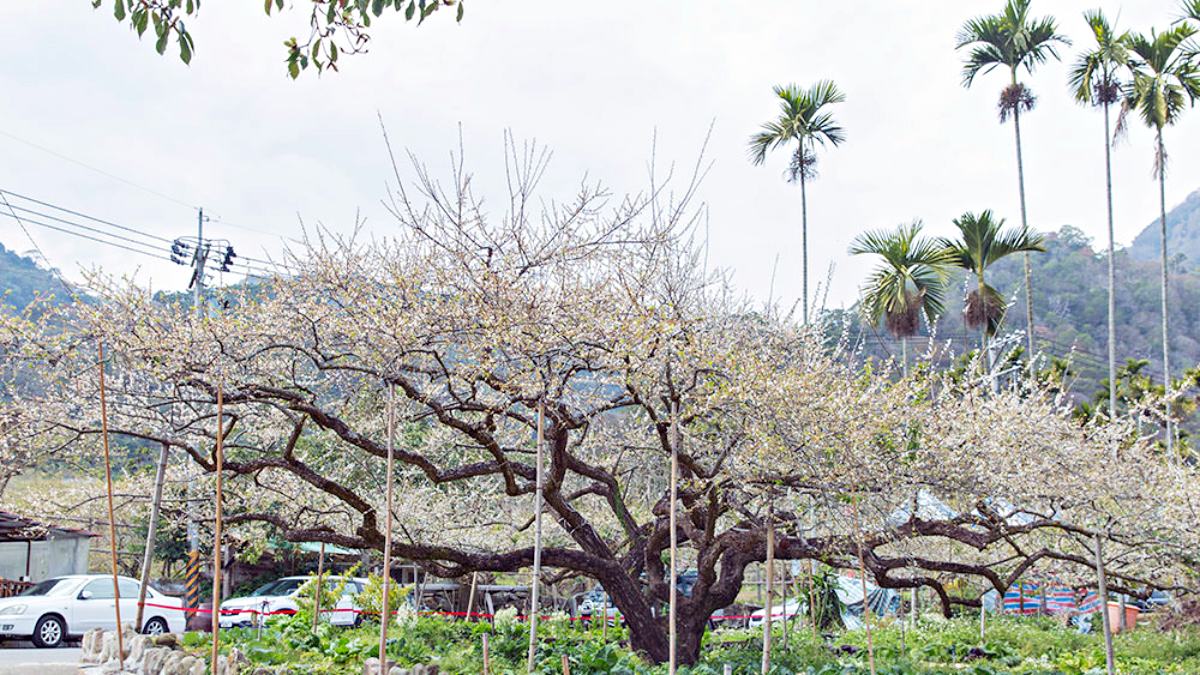 汪家休閒梅園的門口就有１棵超大梅樹，相當壯觀。（圖片來源：小夫妻的旅攝生活）