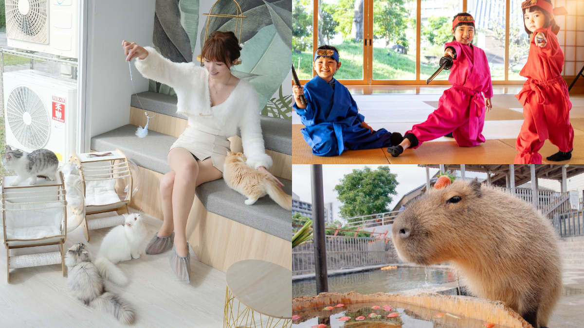 一泊二食加逗貓３千有找！宜蘭「日式親子飯店」推新優惠，還能扮忍者餵水豚
