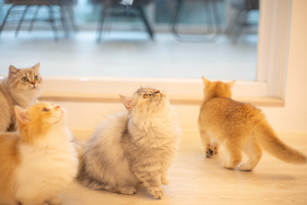 一泊二食加逗貓３千有找！宜蘭「日式親子飯店」推新優惠，還能扮忍者餵水豚