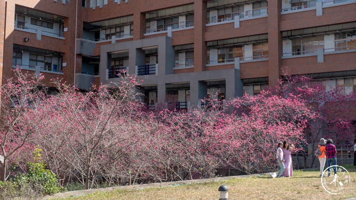 每年總是非常精彩的暨南大學櫻花季，總是能吸引眾多旅人們前來。（圖片來源：桃桃's旅人手札）