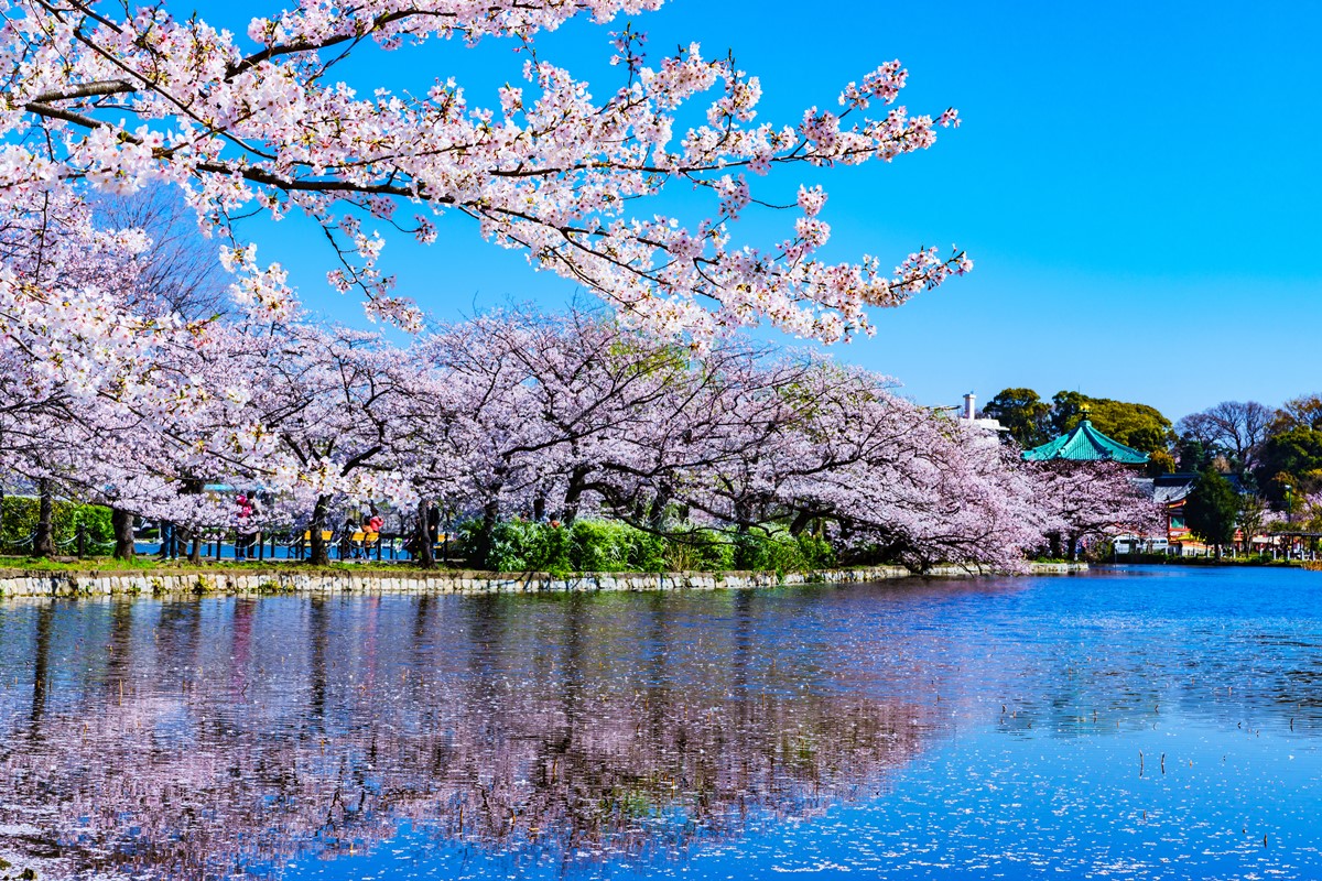 2024日本「櫻花前線」公布！暖冬氣候影響花況，注意時間別撲空