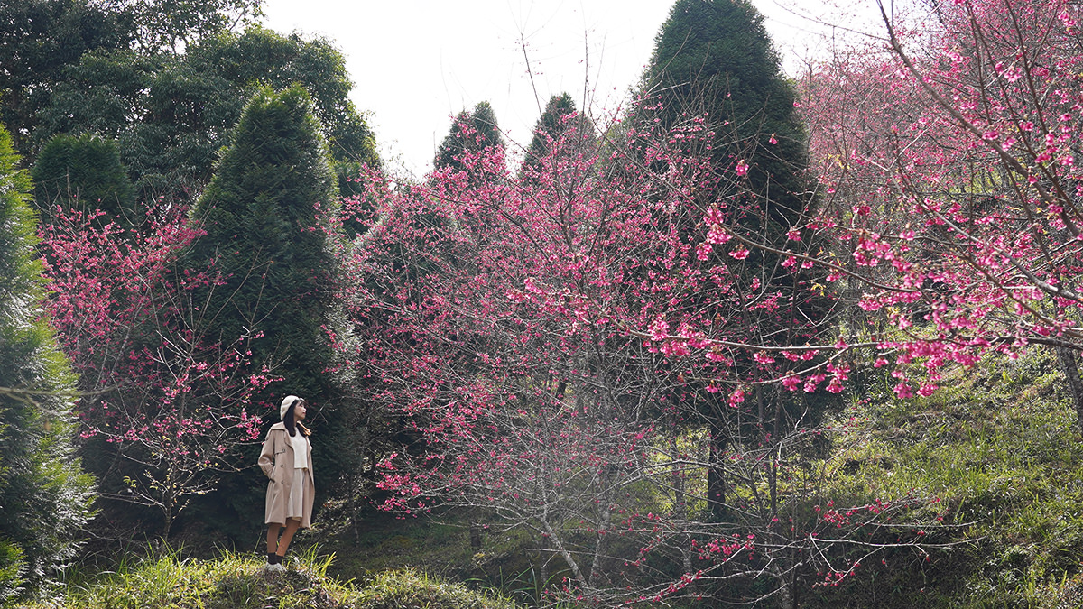 「寶山二集團櫻花公園」是高雄數一數二、櫻花數量眾多的賞櫻聖地。（圖片來源：阿捷的打飯班）