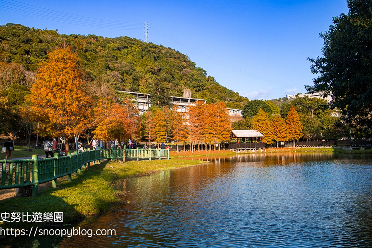 搭公車就能到！台北「落羽松祕境公園」藏身故宮旁，絕美湖畔倒映免費拍到飽