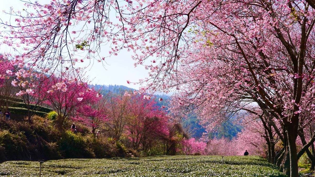 武陵農場以春季２月的「櫻花季」最為著名。（圖片來源：武陵農場）