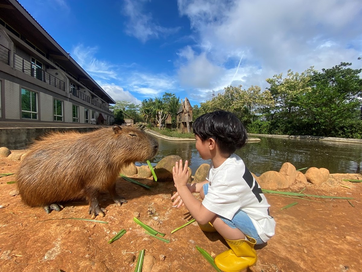水豚、羊駝、狐獴一次包！24小時瘋玩「野生動物園飯店」，１月底前小孩免費住