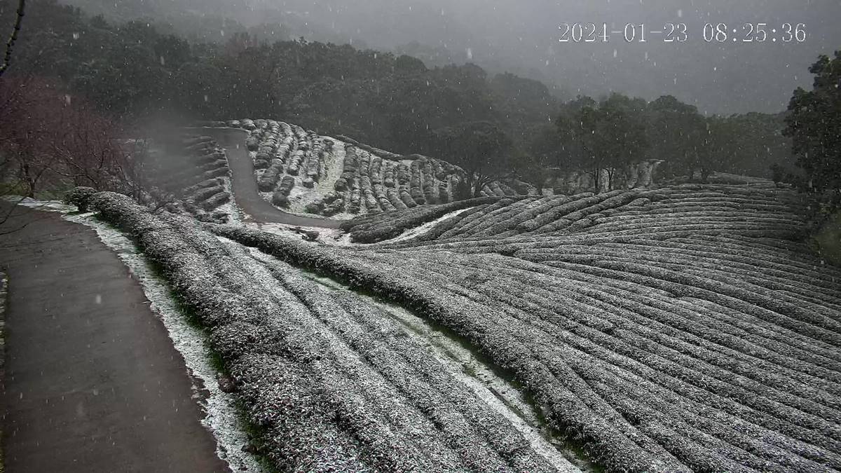 即時雪況報你知！2024全台７處下雪景點：亞洲最大神木園、三峽茶園祕境