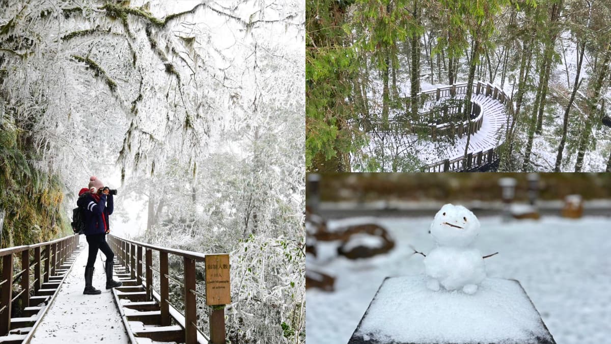 即時雪況報你知！2024全台７處下雪景點：亞洲最大神木園、三峽茶園祕境