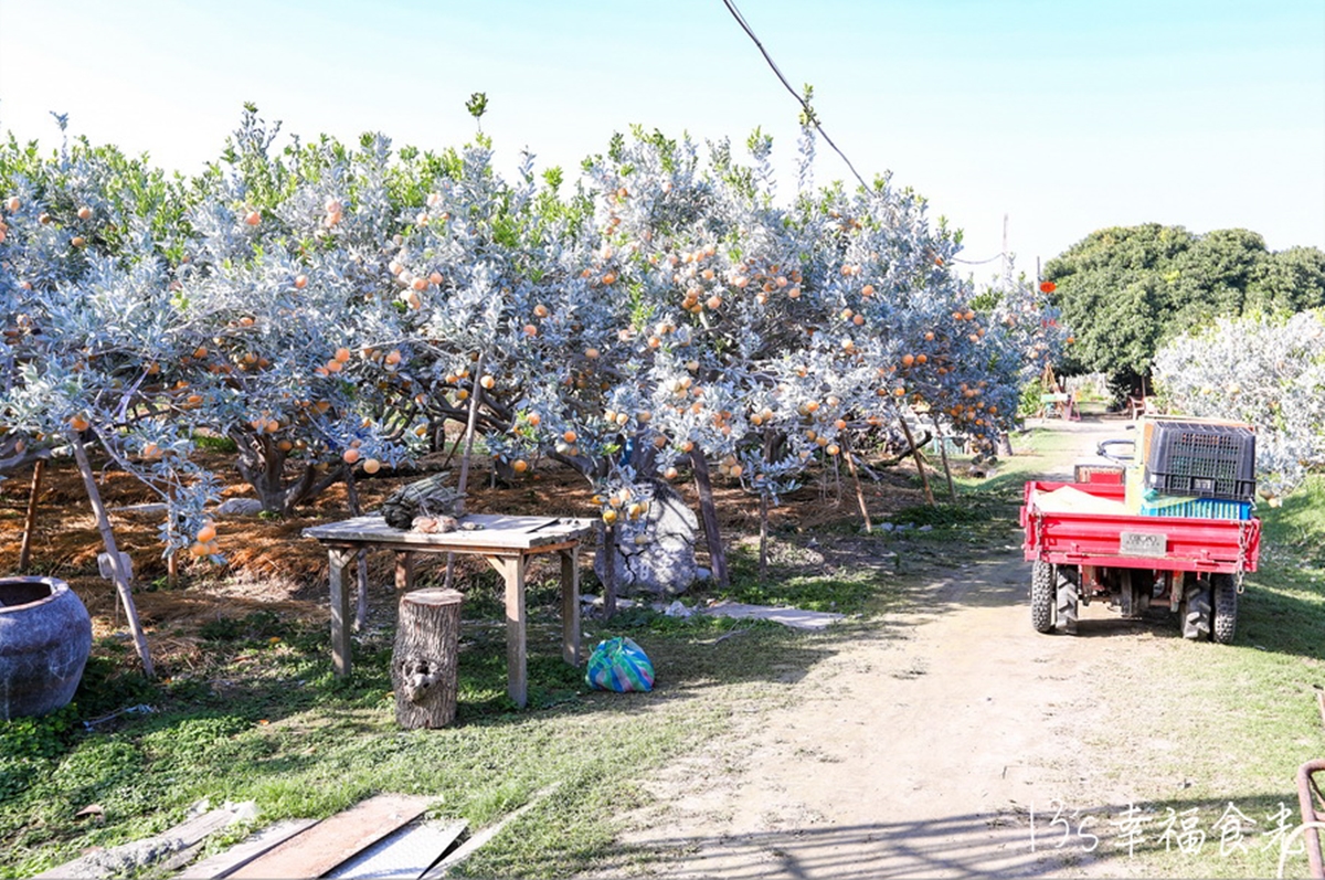 比採草莓更好玩！５大「採橘祕境」：免費試吃到飽、台版濟州島、雪白橘子園