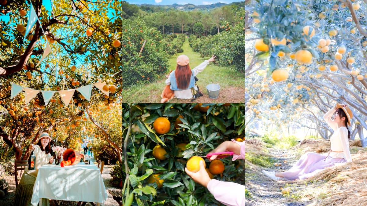 比採草莓更好玩！５大「採橘祕境」：免費試吃到飽、台版濟州島、雪白橘子園
