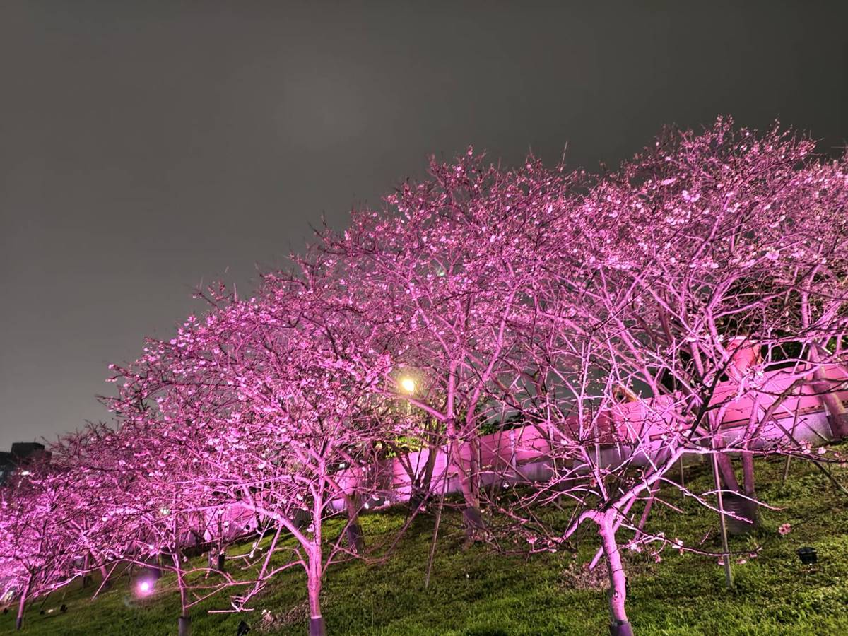 「３公里夜櫻步道」免費拍到飽！內湖櫻花季賞花時間曝，順吃公園周邊４美食