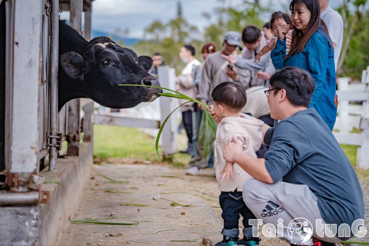 ６歲以下免費入園！台東「初鹿牧場」５玩法：餵牛牛、免費玩滑草、吃牛奶冰