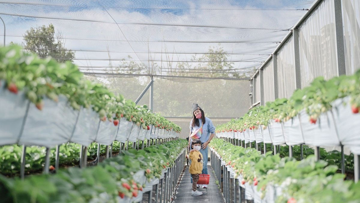 「親親果農場」是竹北高人氣草莓園，堅持以酵素益菌種植、無噴灑農藥。（圖片來源：焦糖熱一點）