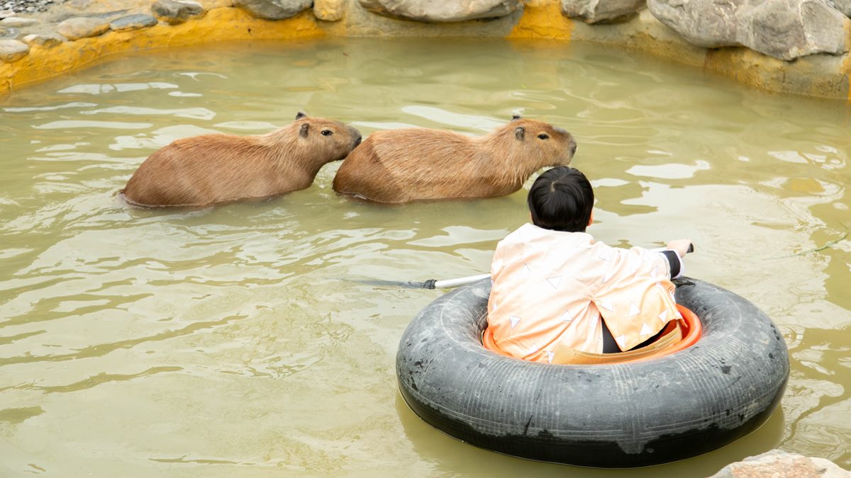 來到水豚森林浴，小朋友可以划船與水豚共游。（圖片來源：蘭陽動植物王國）