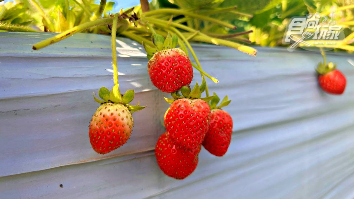 稀有白草莓任採！新竹無農藥「免門票草莓園」親子必訪，嘗草莓披薩、大福