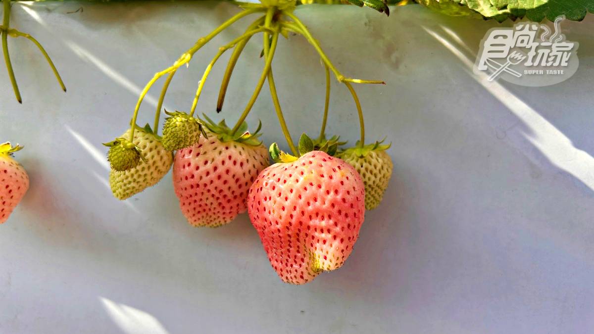 稀有白草莓任採！新竹無農藥「免門票草莓園」親子必訪，嘗草莓披薩、大福