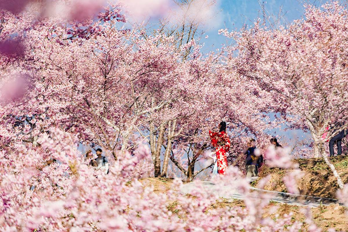 6000株粉櫻爆炸了！遠的要命農場「這天」浪漫開園，５大賞櫻景點秒飛日本