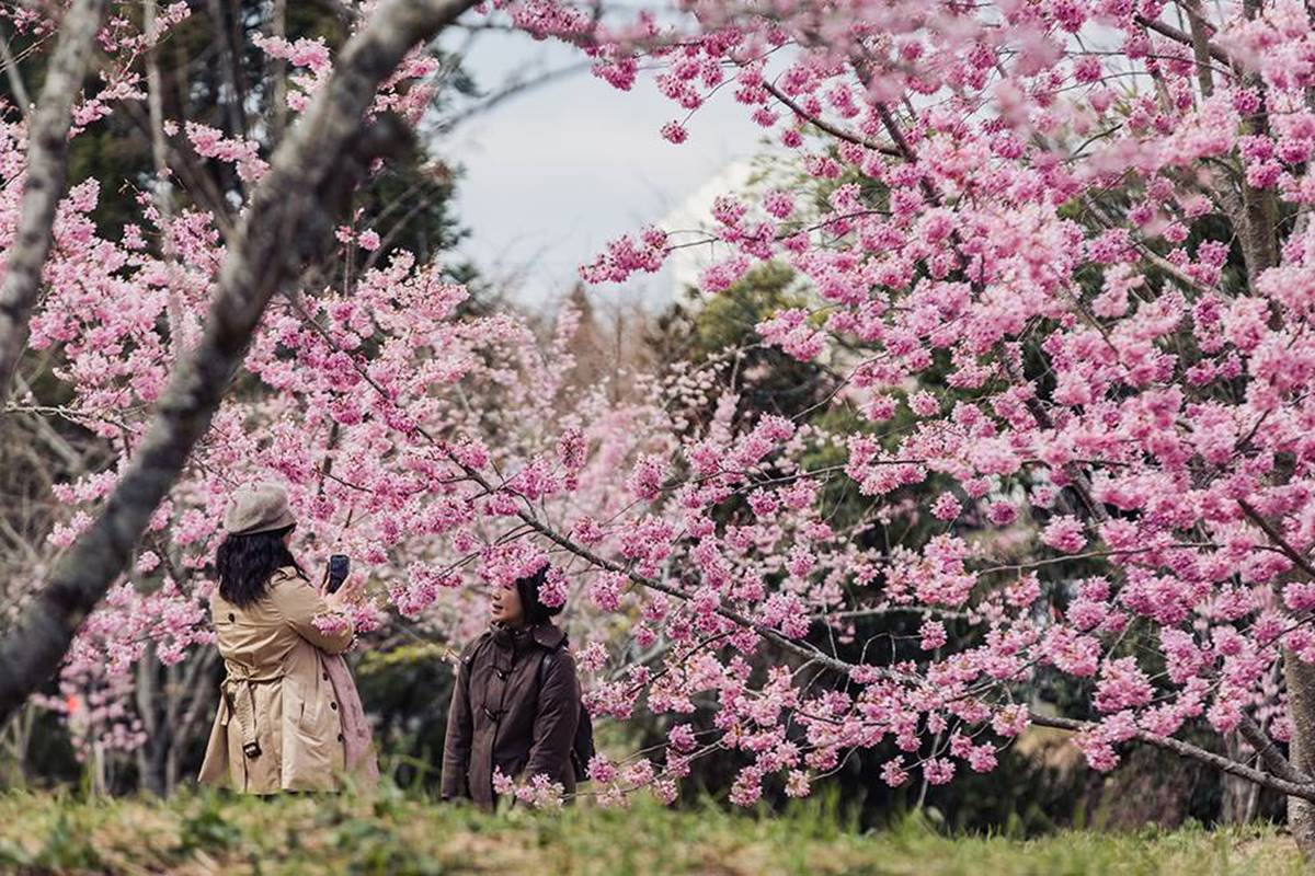 6000株粉櫻爆炸了！遠的要命農場「這天」浪漫開園，５大賞櫻景點秒飛日本