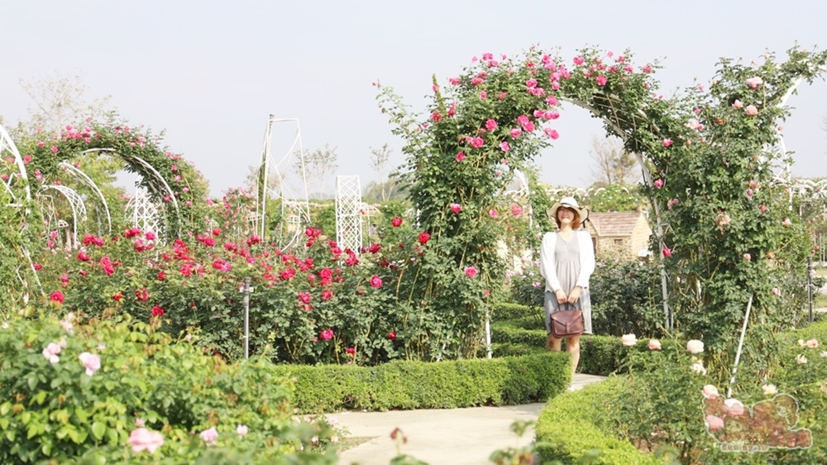 「雅聞湖濱療癒森林」擁有種植了超過20幾種玫瑰的千坪花園。（圖片來源：熱血玩台南。跳躍新世界）