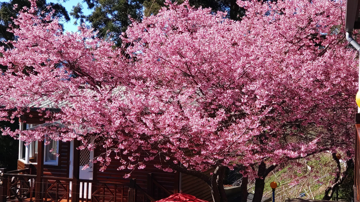 嶺鎮的櫻花王是北部最大顆的櫻樹，腰圍達192公分。（圖片來源：嶺鎮景觀度假農場）