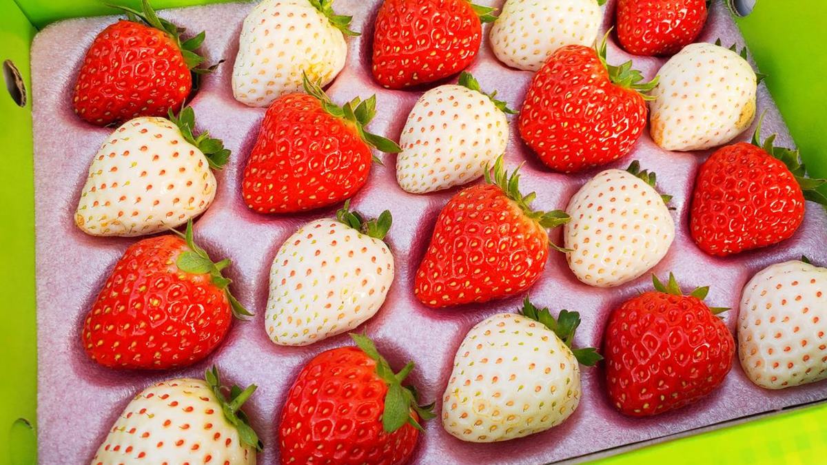 「玩莓主意溫室白草莓園」是全台最大的溫室白草莓園。（圖片來源：晨晨喬喬玩樂日記）